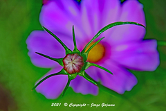 Cosmos bipinnatus