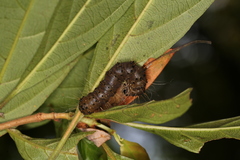 Phazaca kosemponicola