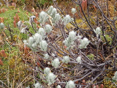 Linochilus rupestris