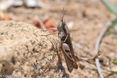 Catantopsis