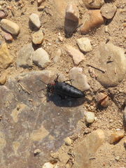 Physomeloe corallifer