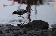 Eudocimus albus