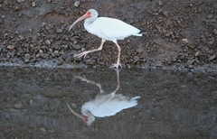 Eudocimus albus