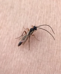 Diplazon laetatorius