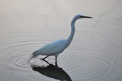 Ardea alba