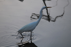 Ardea alba