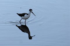 Himantopus mexicanus