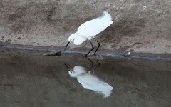 Egretta thula