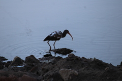 Eudocimus albus