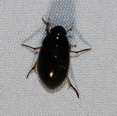 Tropisternus quadristriatus