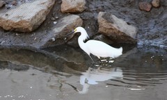 Egretta thula