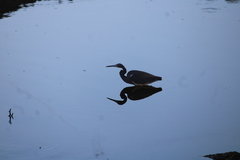 Egretta tricolor