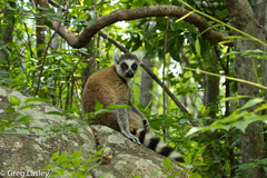 Lemur catta