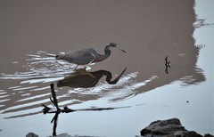Egretta tricolor