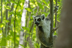 Lemur catta