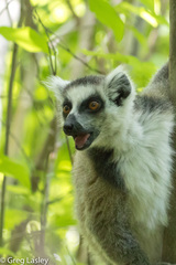 Lemur catta