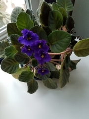 Streptocarpus ionanthus