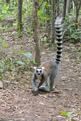 Lemur catta