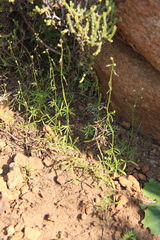 Heliophila pectinata