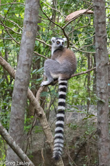 Lemur catta
