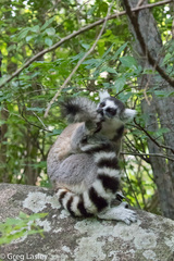 Lemur catta