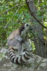 Lemur catta