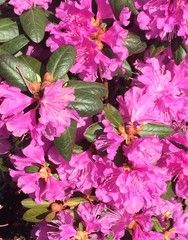 Rhododendron lepidotum