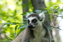 Lemur catta