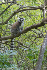 Lemur catta