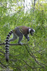 Lemur catta