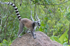 Lemur catta