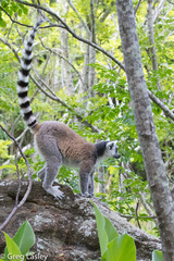 Lemur catta