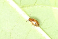 Monolepta longitarsoides