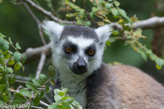 Lemur catta