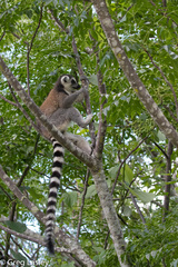 Lemur catta