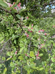 Malus