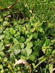 Oxalis debilis