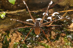 Dolomedes raptor