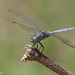 Bold Skimmer - Photo (c) Greg Lasley, some rights reserved (CC BY-NC), uploaded by Greg Lasley