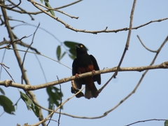 Ploceus castaneofuscus