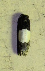 Epiblema tripartitana