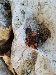 Dysdercus fulvoniger