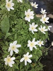 Anemonoides nemorosa