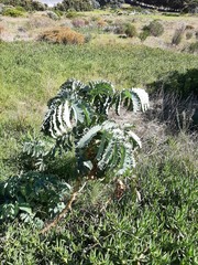Melianthus