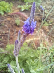 Lavandula pinnata