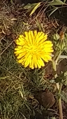 Helminthotheca echioides