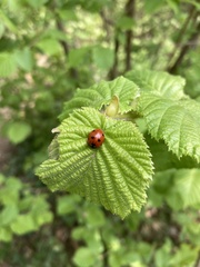 Coccinella septempunctata