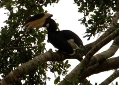 Anthracoceros coronatus