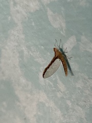 Callibaetis floridanus