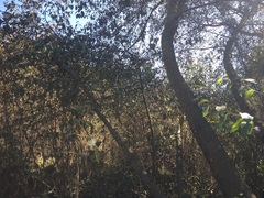 Alnus acuminata glabrata